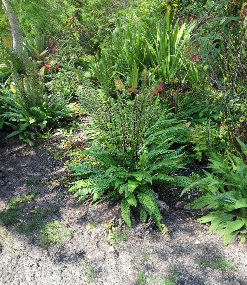 Fern, Deer Fern