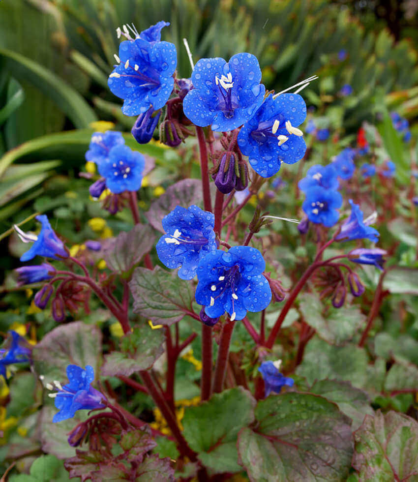 Phacelia campanularia, Desert Bluebells