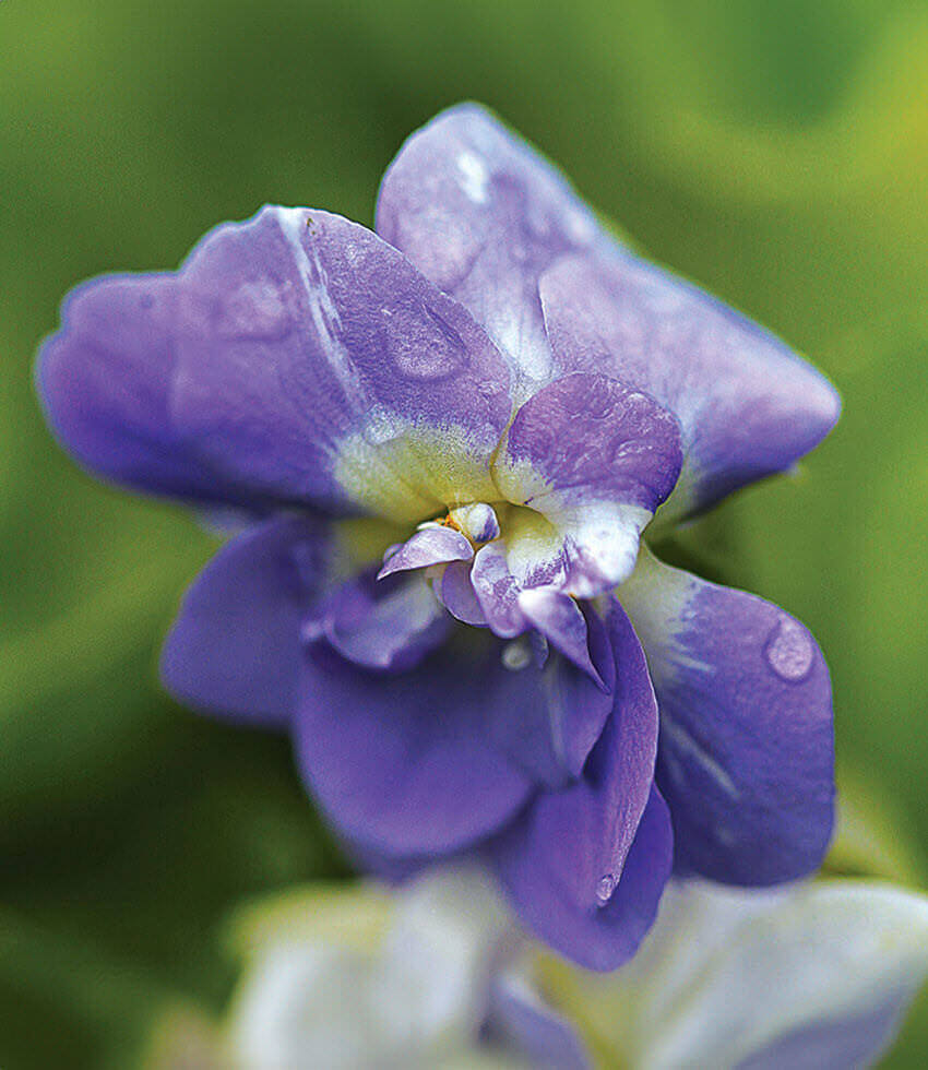 Viola odorata, Duchesse De Parme, Wood Violet, Common Violet