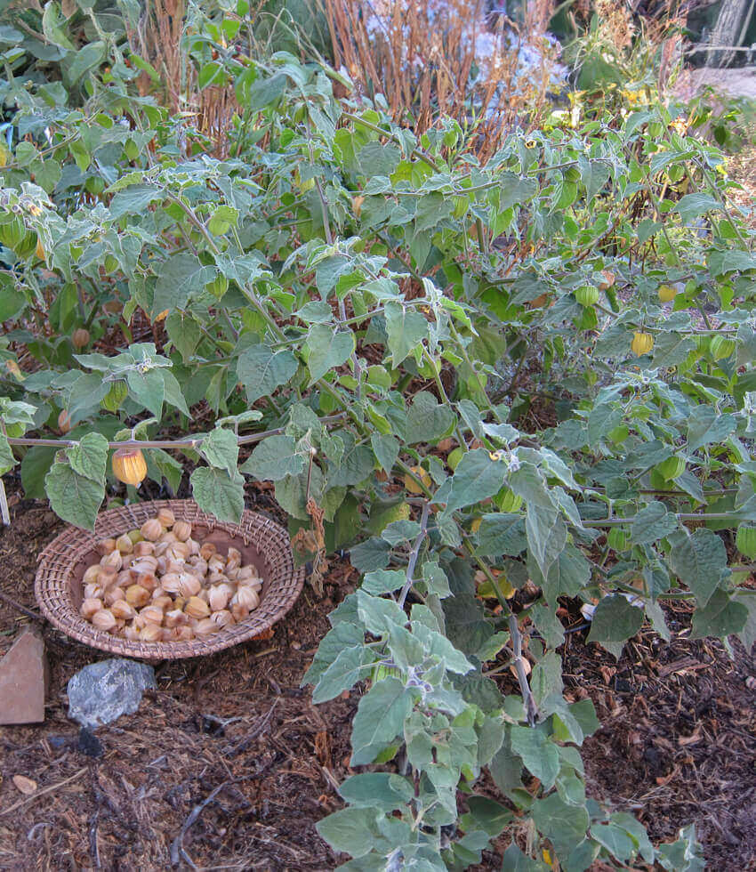 Ground Cherry, Giant, (Physalis peruviana)