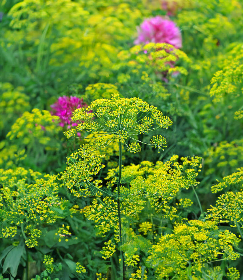 Dill:, Bouquet