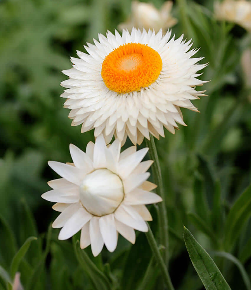 Helichrysum bracteatum, Double White, Strawflower, Golden Everlasting