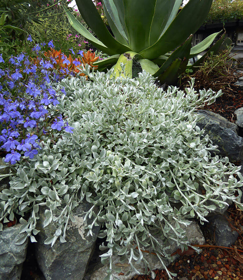 Helichrysum argyrophyllum 