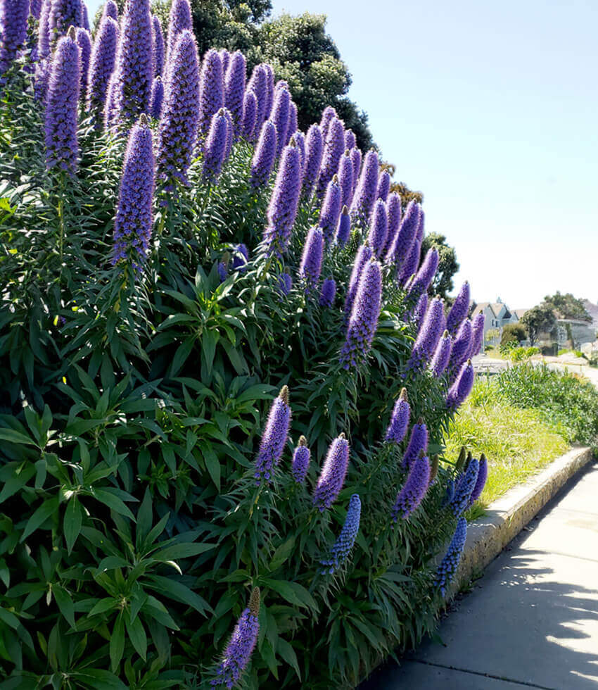 Echium fastuosum, Pride of Madeira