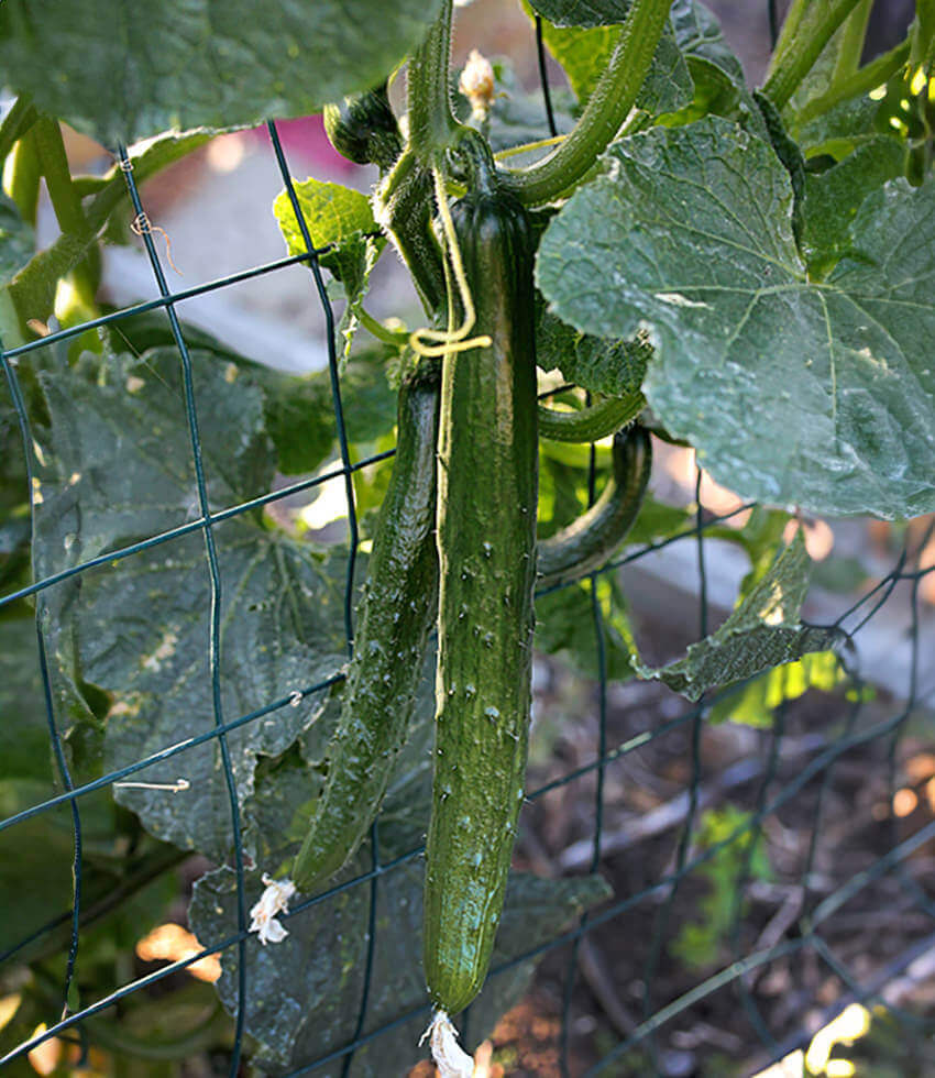 Cucumber, Tasty Jade