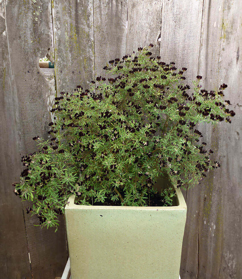 Lotus jacobaeus, Black Lotus
