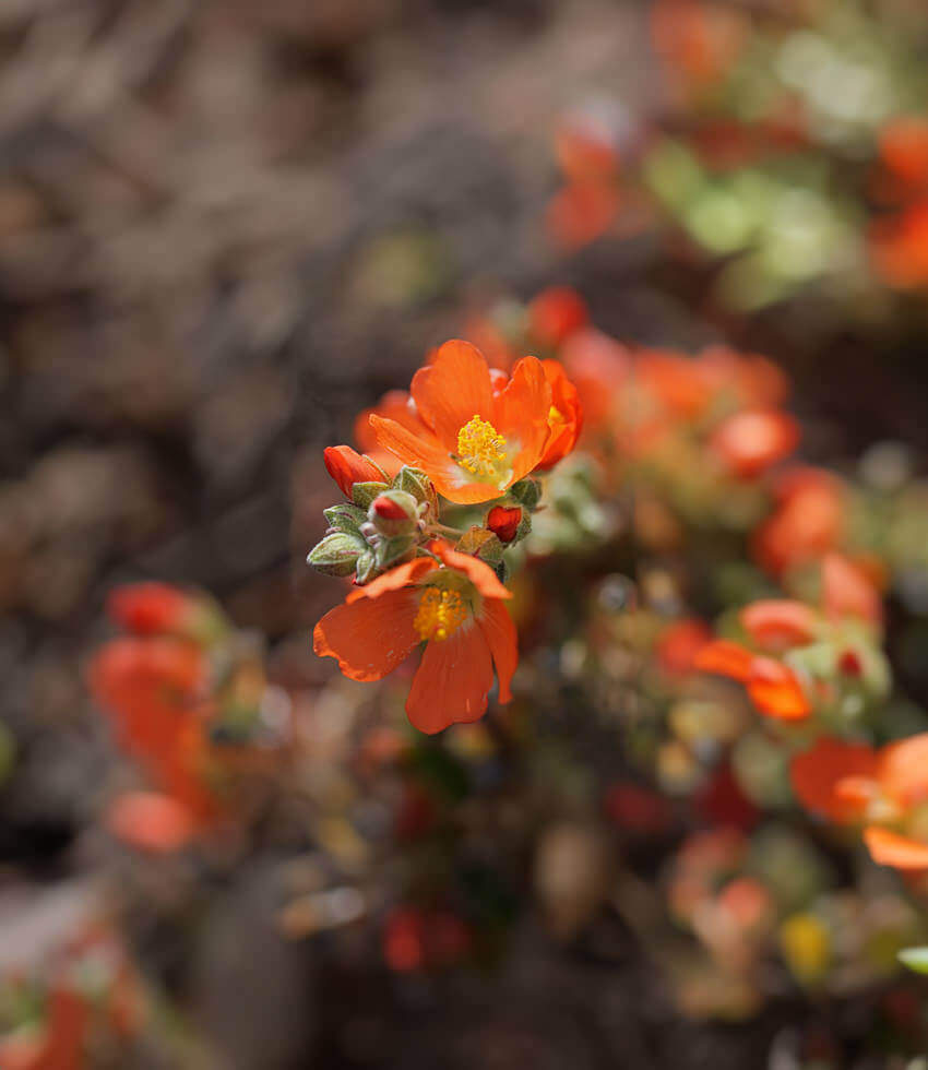 Sphaeralcea  grossulariifolia, Gooseberryleaf  Globemallow