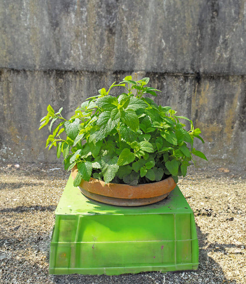 Lemon Balm
