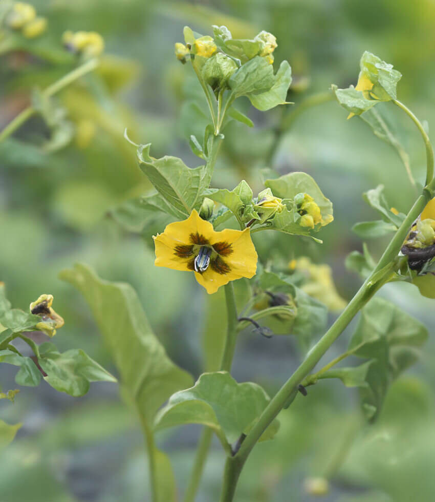 Tomatillo, Purple de Milpa