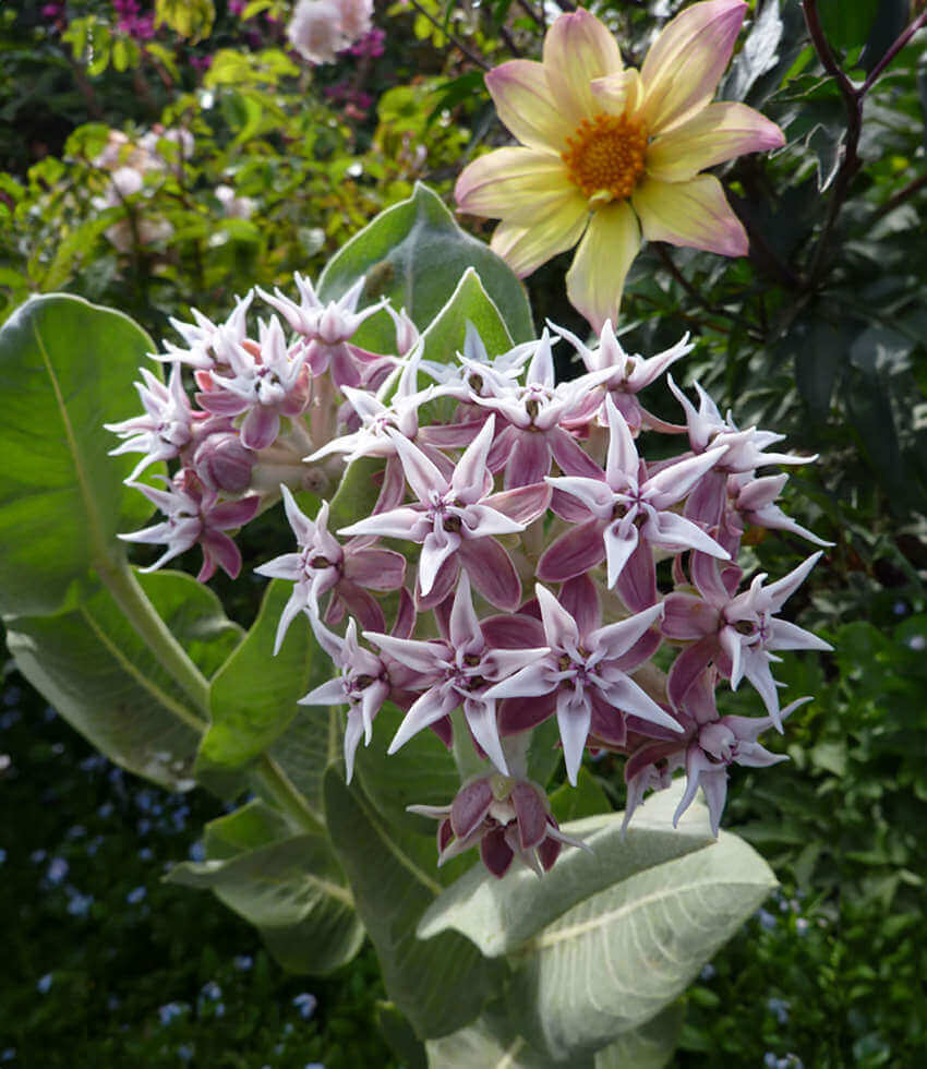 Asclepias speciosa, Davis, Showy Milkweed