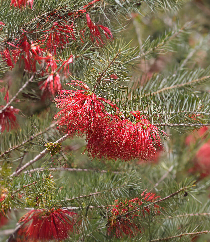 Calothamnus quadrifidus, One-sided Bottlebrush, Claw Flower