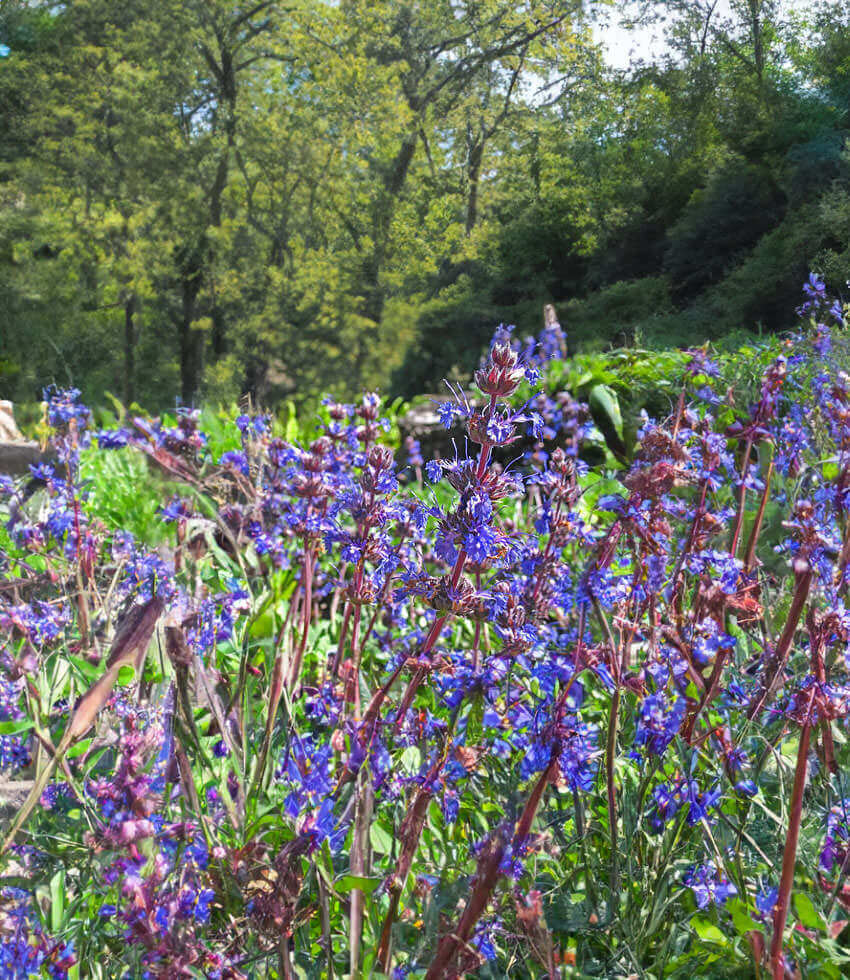 Salvia sonomensis, Creeping Sage
