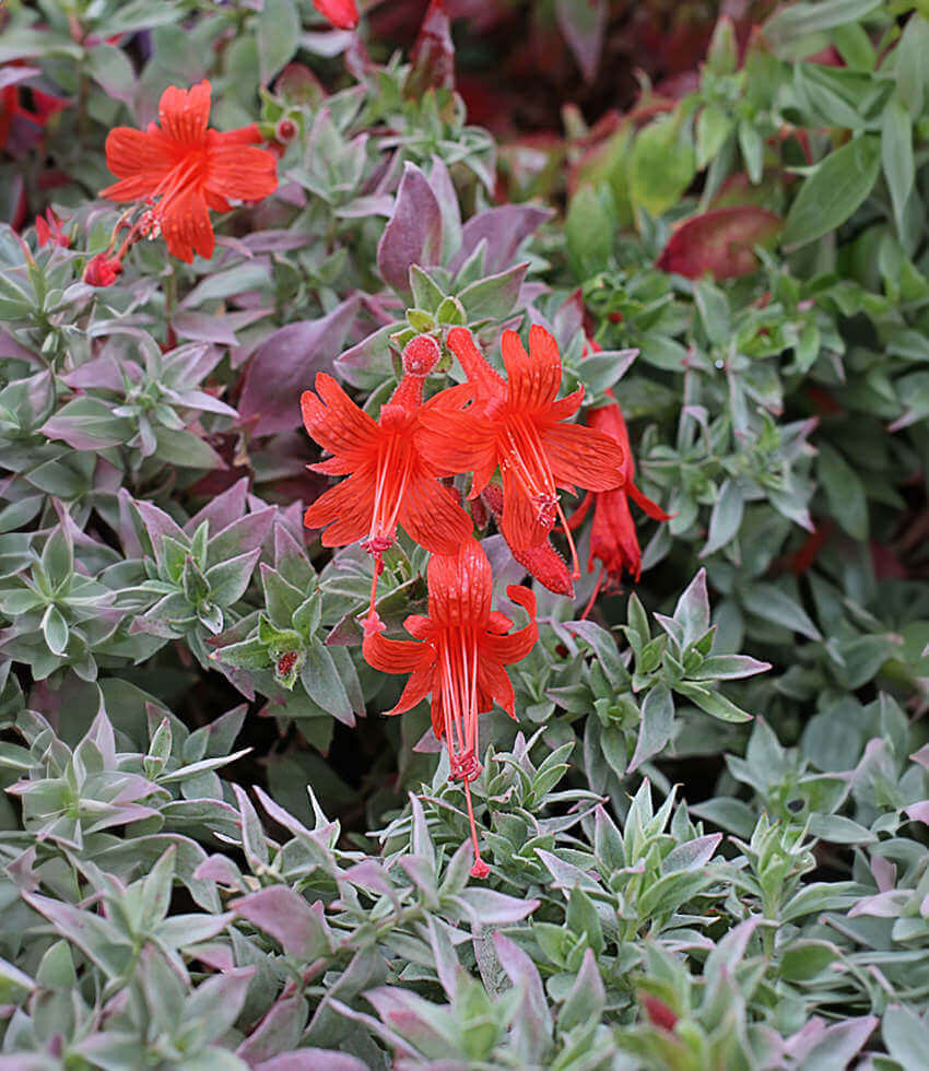 Zauschneria septentrionalis, Wayne's Silver, Epilobium