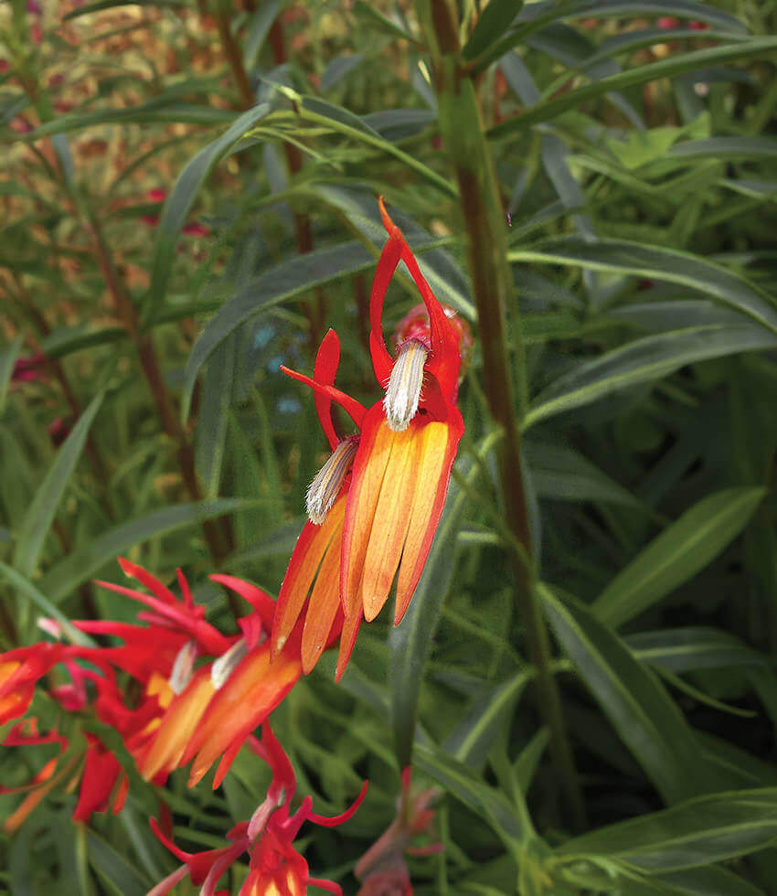 Lobelia aguana