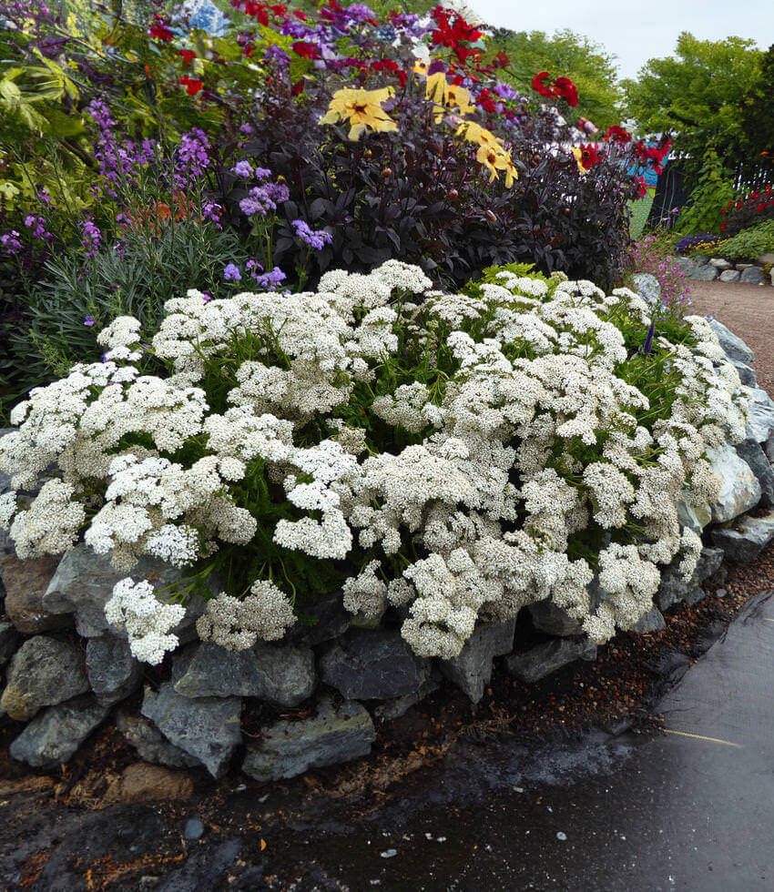 Achillea millefolium, Sonoma Coast, Yarrow