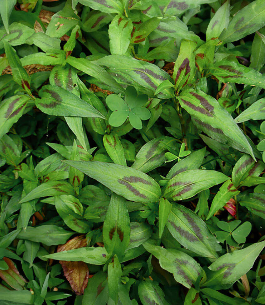 Polygonum odoratum, Vietnamese Cilantro