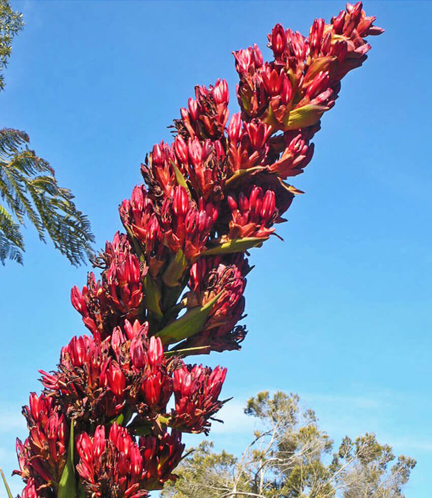 Doryanthes palmeri, Giant Spear Lily