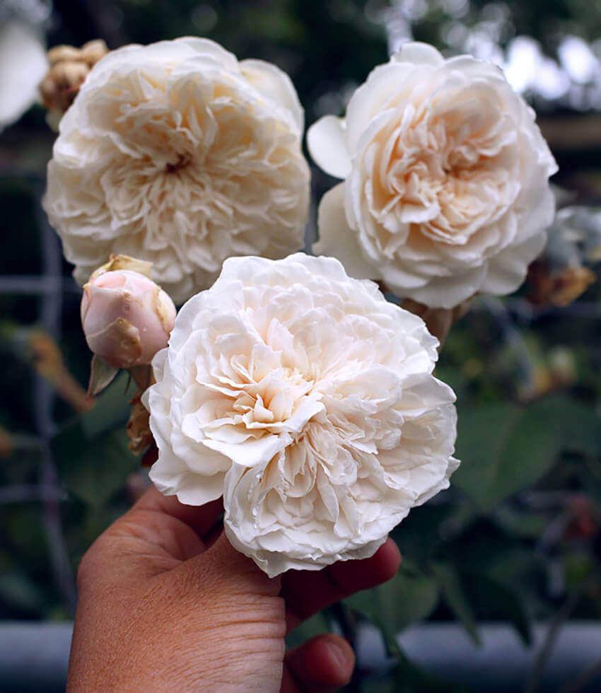 Rosa, Sombreuil