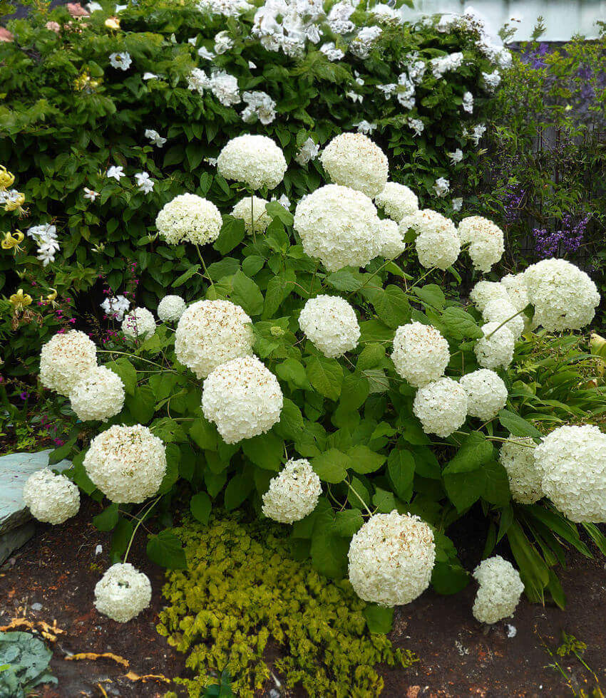 Hydrangea arborescens, Annabelle, Common Hydrangea, Sevenbark