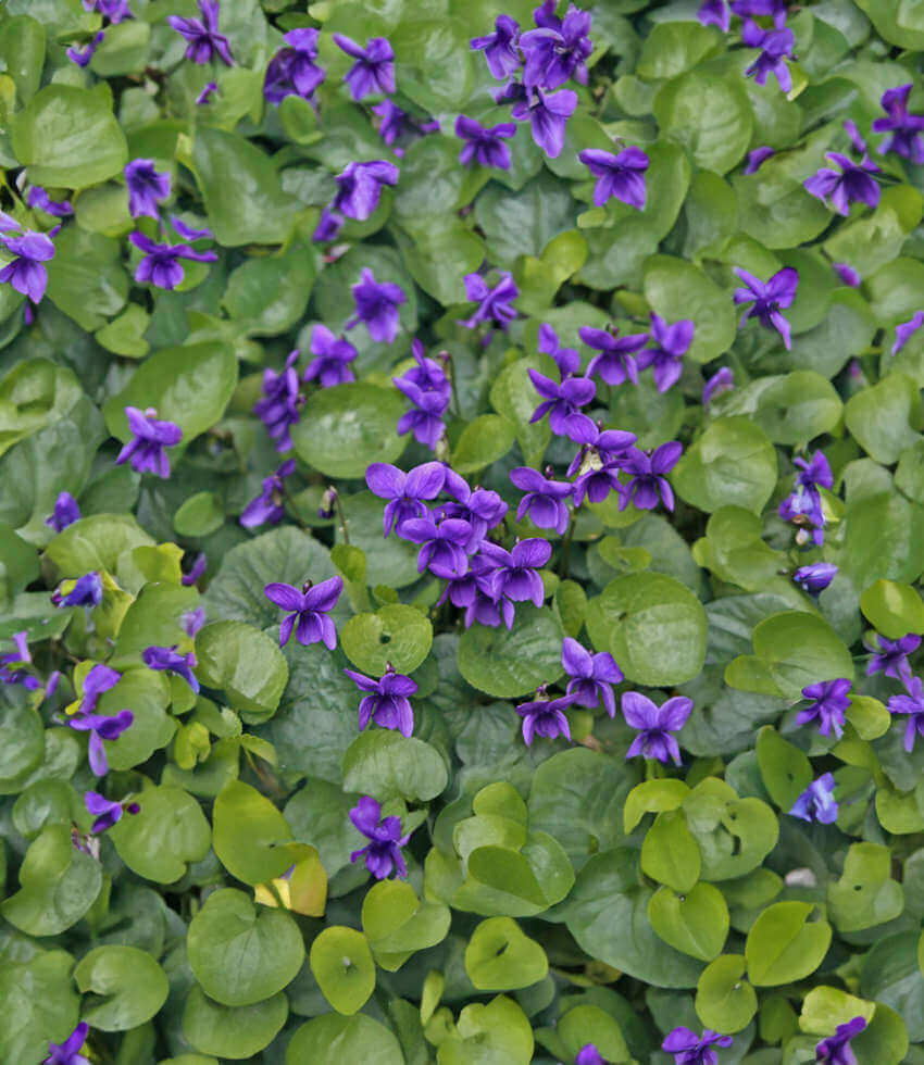 Viola odorata, Queen Charlotte, Wood Violet, Common Violet