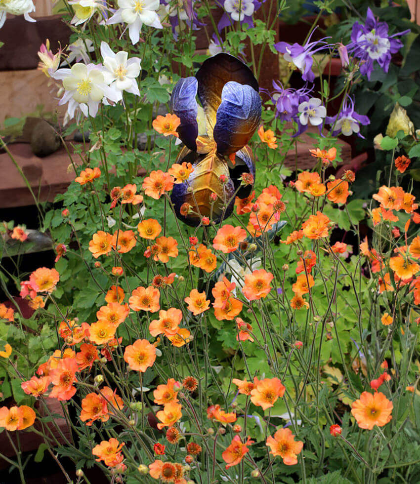 Geum coccineum, Totally Tangerine, Avens