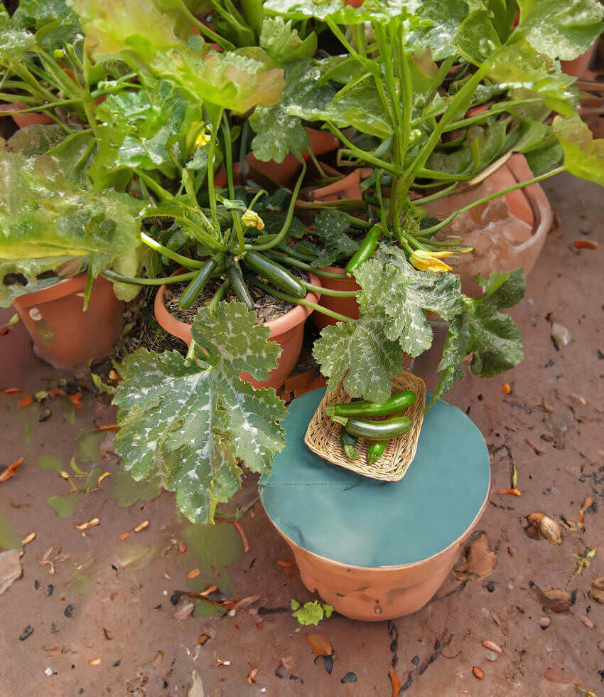 Zucchini, Astia, Container Zucchini