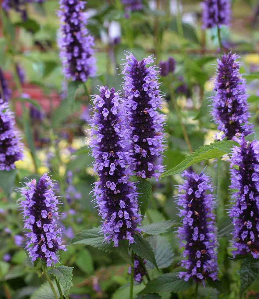 Agastache, Black Adder, Hyssop, Hummingbird Mint