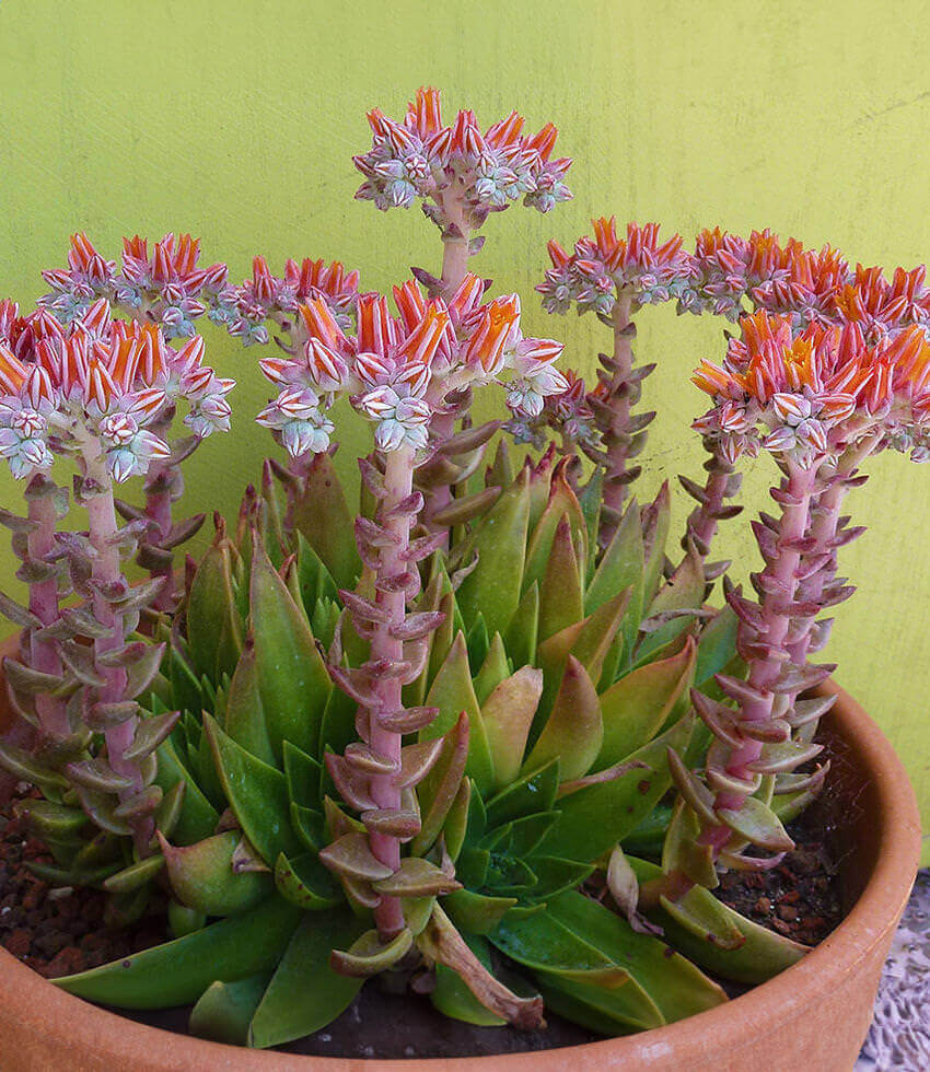 Dudleya palmeri