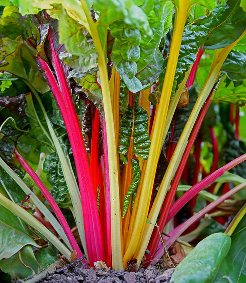 Chard: 6-pack, Annie's Medley