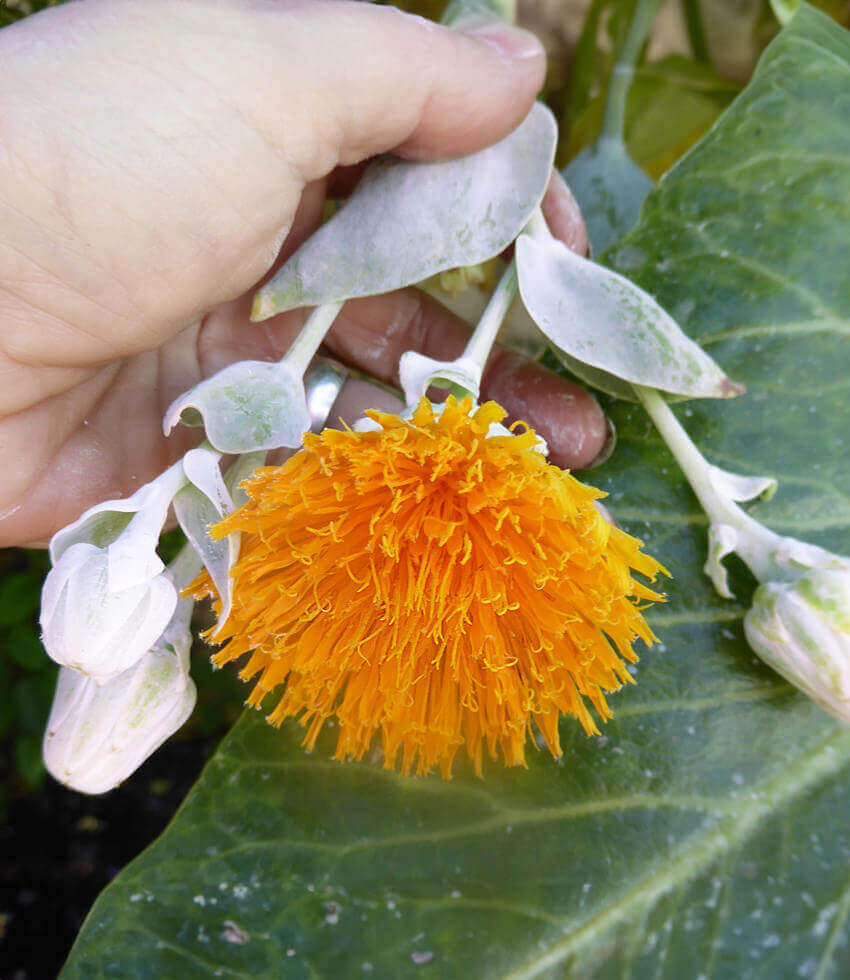 Dendroseris litoralis, Robinson Crusoe Cabbage Tree, Sonchus Brassicifolius