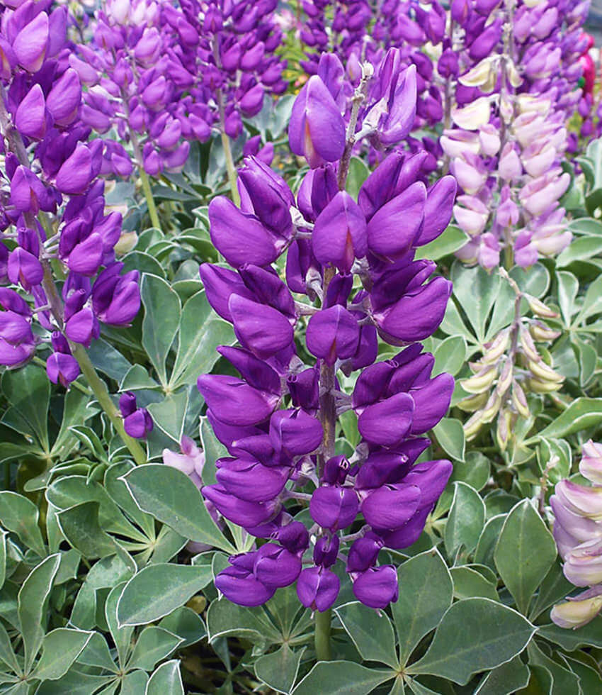 Lupinus sericatus, Cobb Mountain Lupine