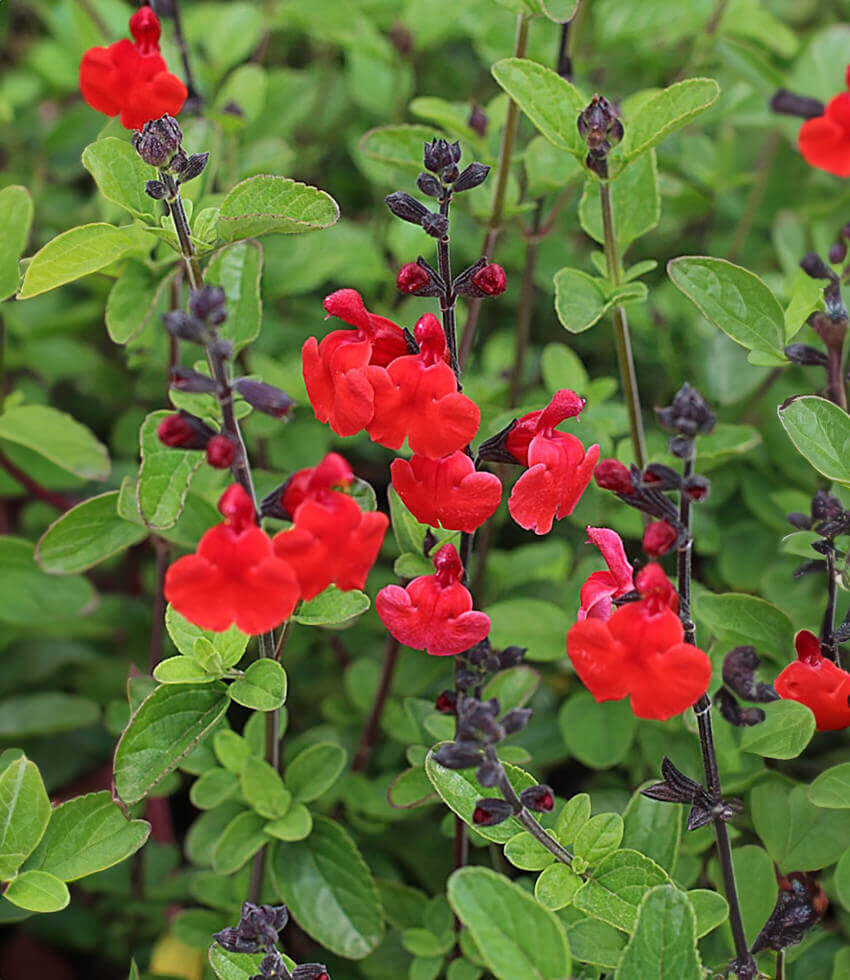 Salvia greggii, Royal Bumble, Sage