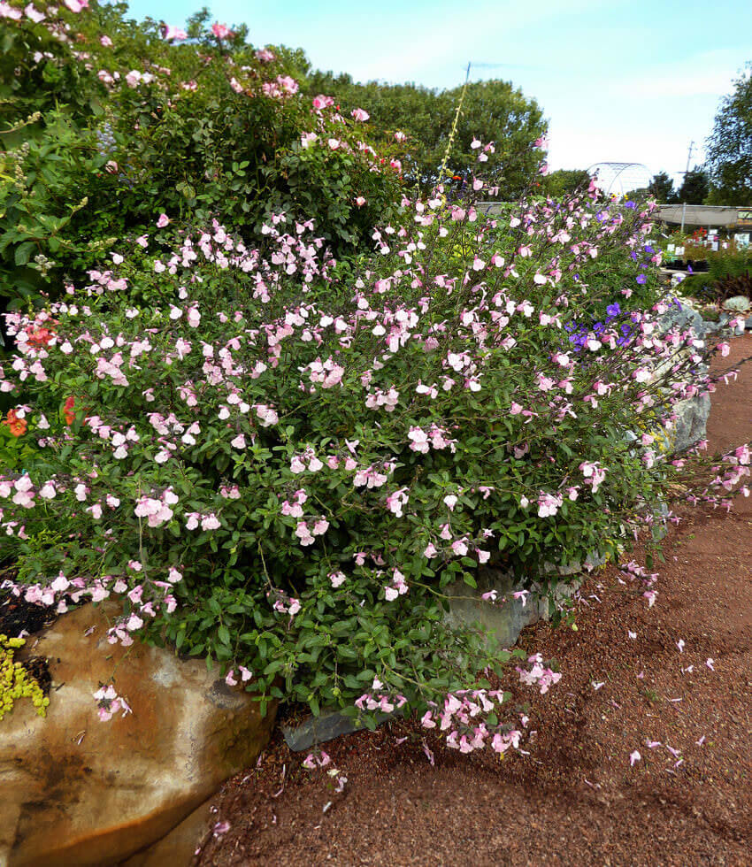 Salvia greggii, Stormy Pink, Sage