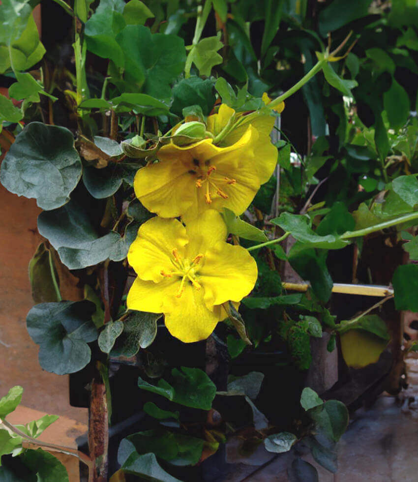 Fremontodendron californicum, Flannel Bush