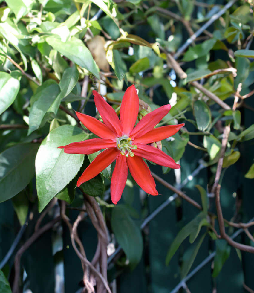 Passiflora tarminiana x manicata, Oaklandia, Passion Flower, Passion Vine