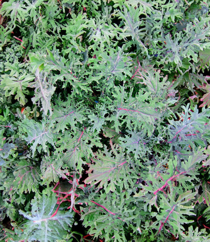 Kale: 6-pack, Red Russian