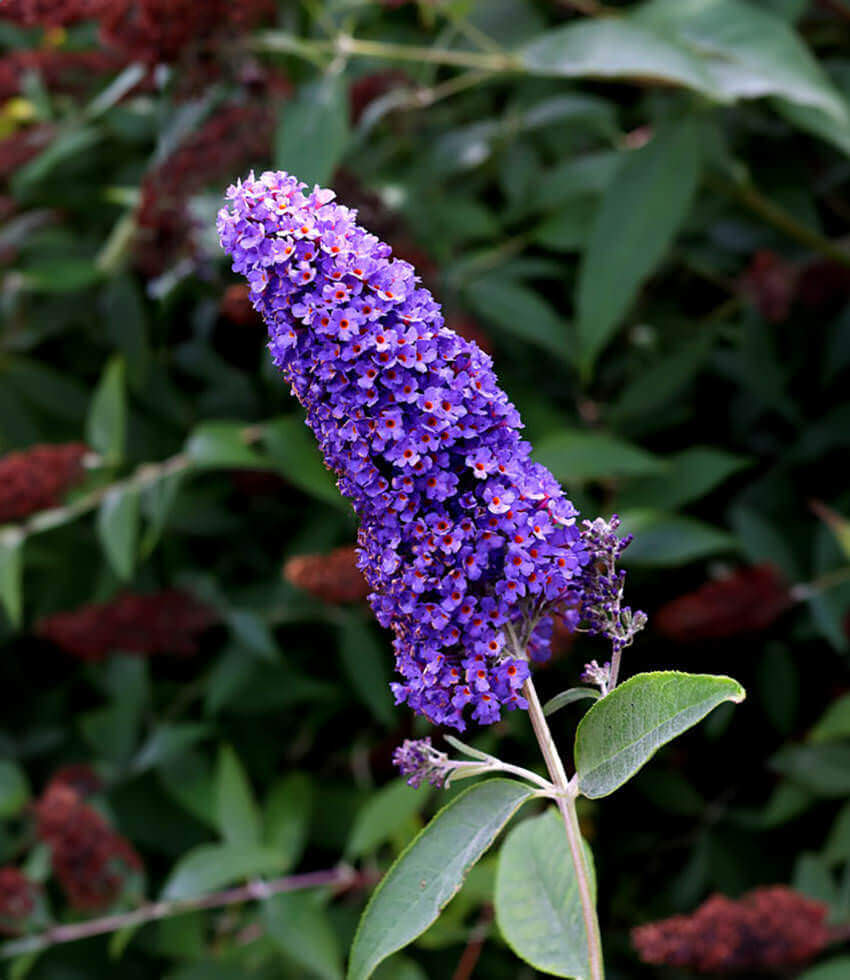 Buddleja davidii, Ellen's Blue, Butterfly Bush