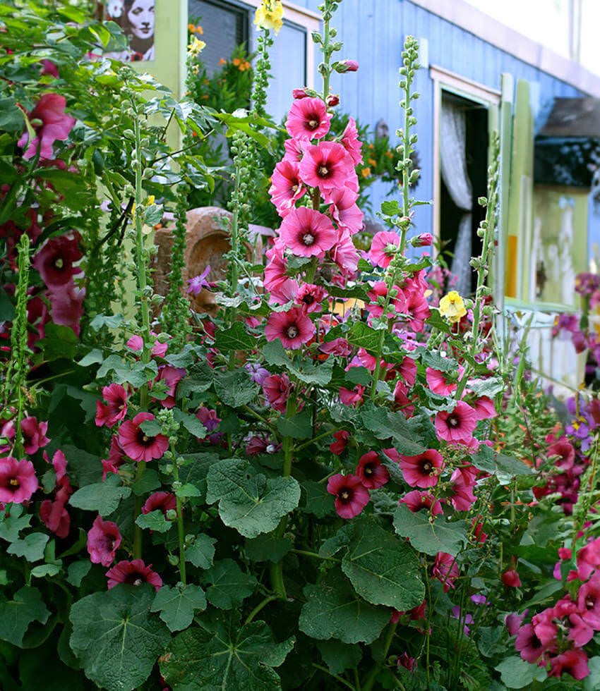 Hollyhock, Halo Cerise, Alcea Rosea