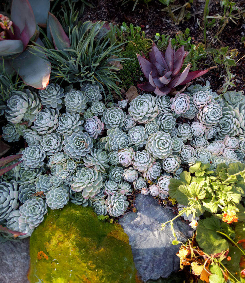 Echeveria elegans, Mexican Snowball, Mexican Rose, Mexican Gem