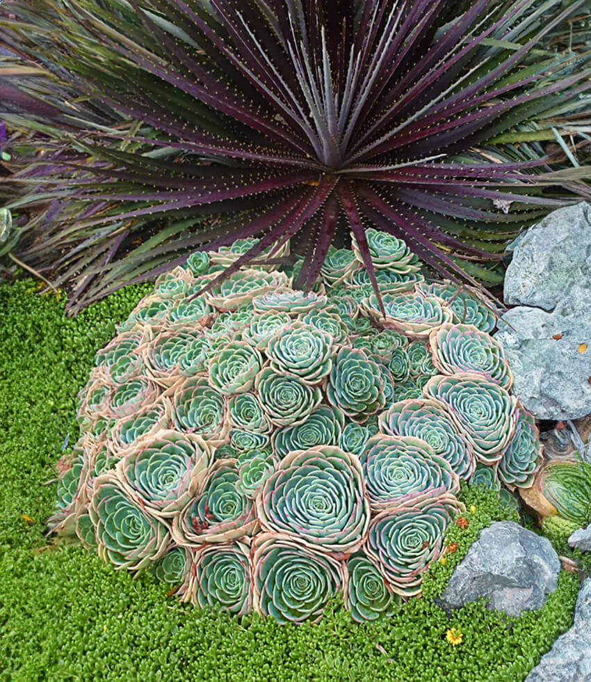 Echeveria imbricata