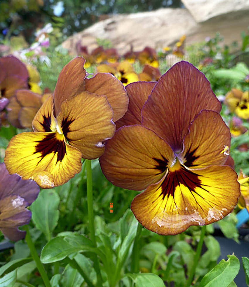 Viola, Irish Molly, Violet