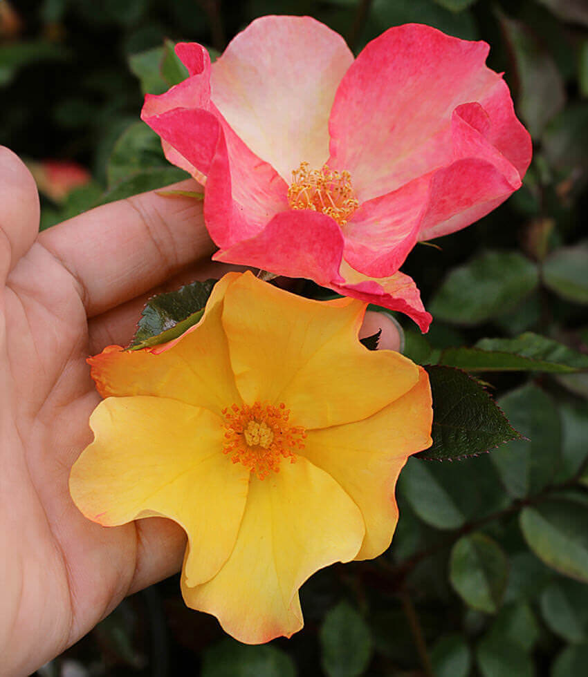 Rosa, Flutterbye, Shrub Rose