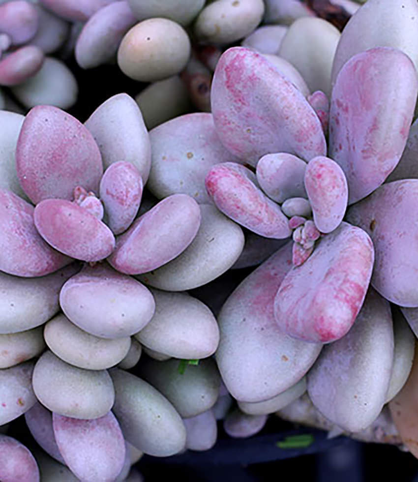 Pachyphytum opalina, Opal Moonstone