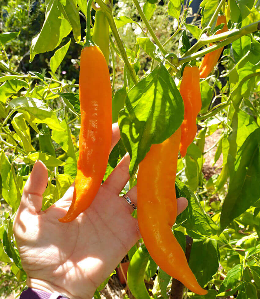 Pepper, Aji Amarillo