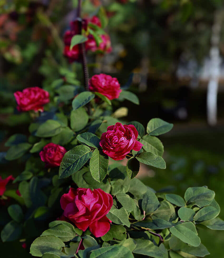 Rosa, Rose de Rescht, Rose