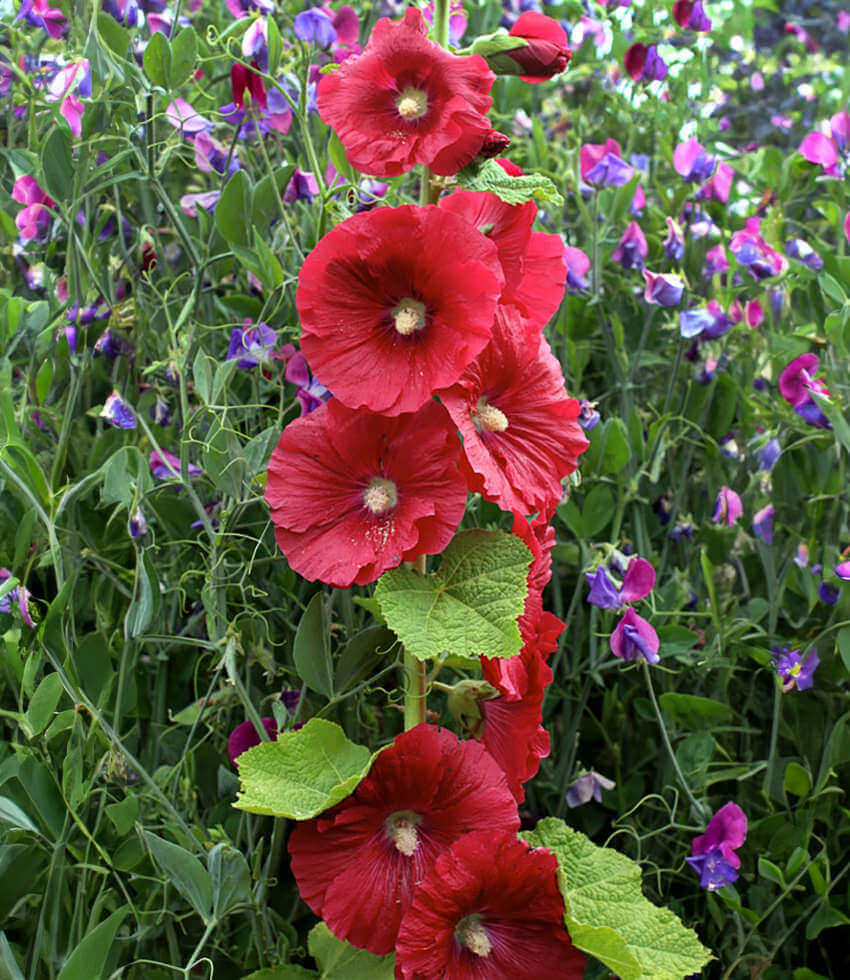 Hollyhock, Mars Magic, Alcea Rosea