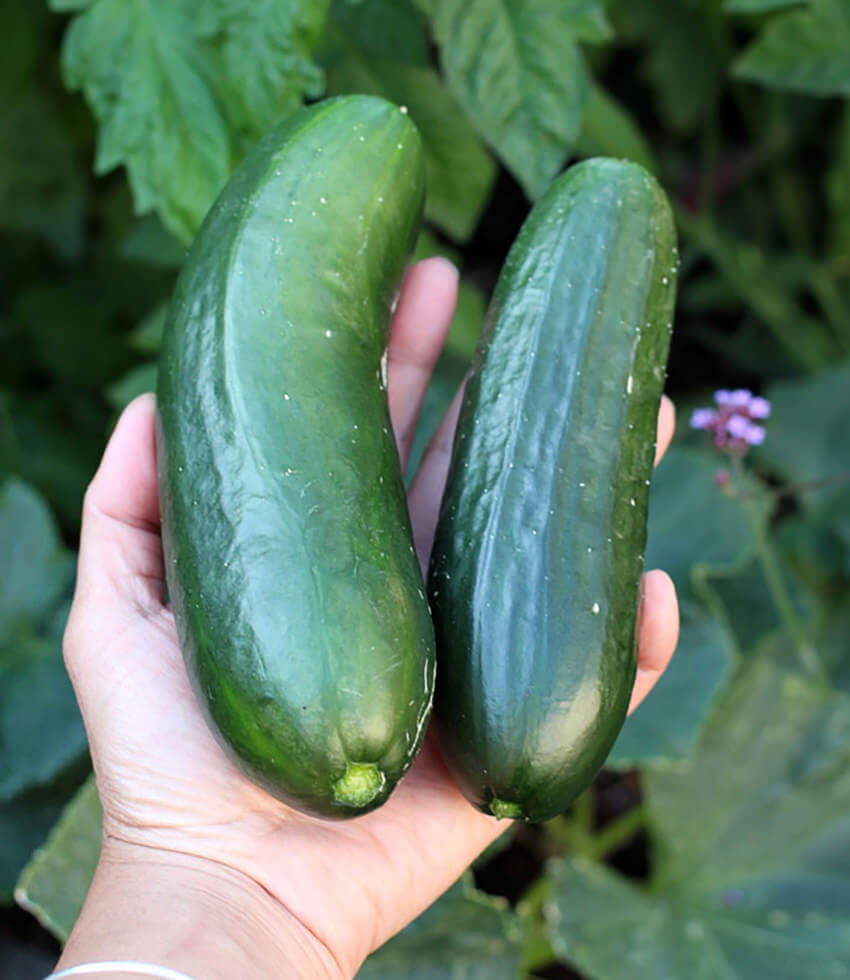 Cucumber, Persian Green Fingers