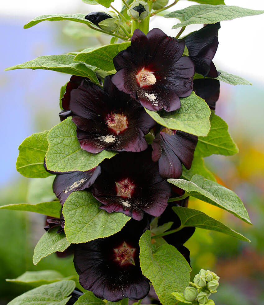 Hollyhock, Black Knight, Alcea Rosea Nigra