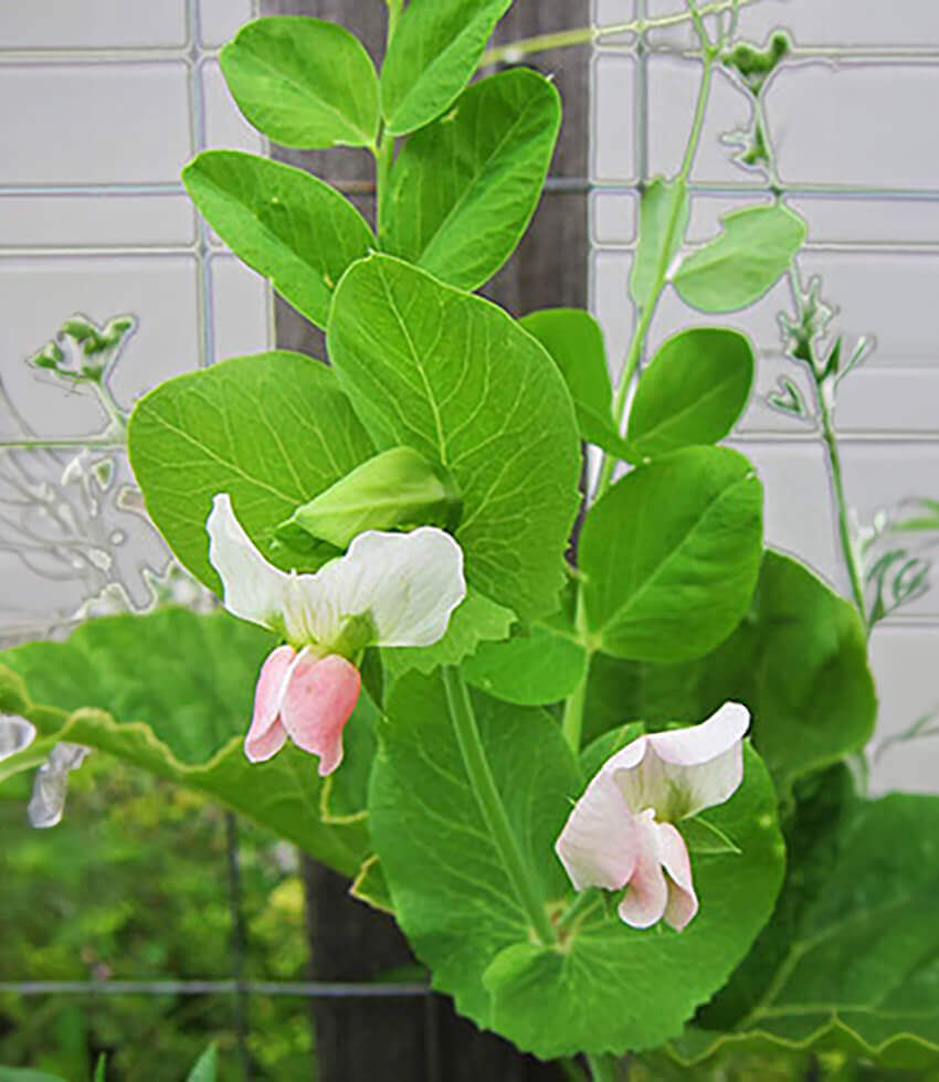Pea: 6-pack, Taichung 13
