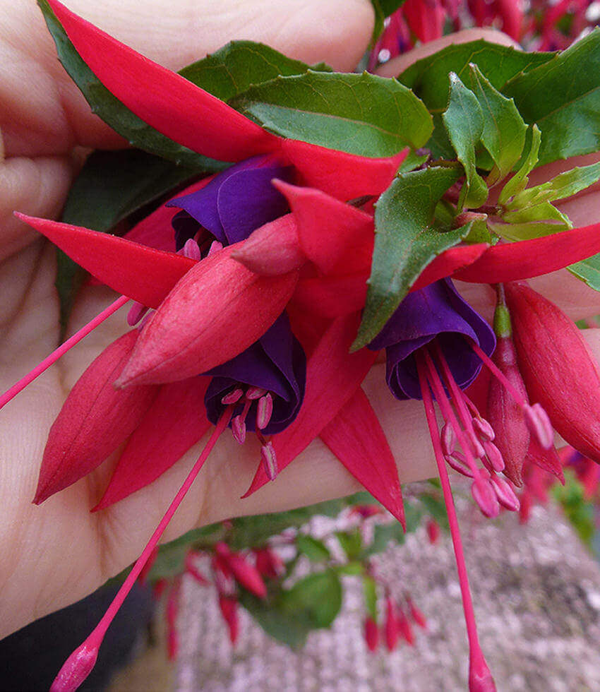 Fuchsia, Mendonoma Belle